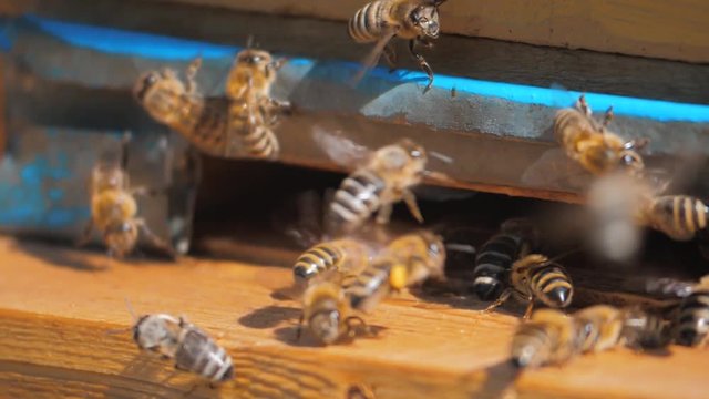 slow motion video apiary. a swarm of bees flies into a hive collect the pollen bear lifestyle honey. beekeeping concept bee agriculture. Honey bees swarming and flying around their beehive