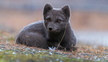 Ein brauner/blauer Polarfuchs/Blaufuchs auf Spitzbergen in der Arktis sieht in die Kamera....