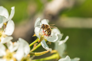 Bee on a flower of the white  blossoms. A Honey Bee collecting pollen