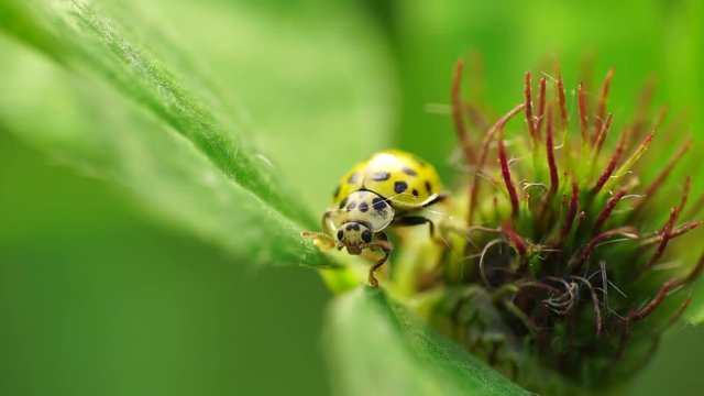Macro of a small and yellow ladybug Psyllobora vigintiduopunctata in the clover inflorescence in the foothills of the Caucasus