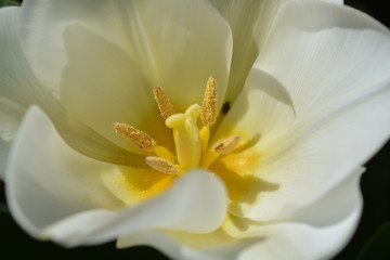 l'intérieur d'une fleur la tulipe