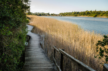 Fototapeta na wymiar Knysna lagoon, wooden boardwalk through the grass, Garden Route, South Africa