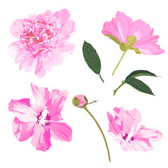 Set of peony and hibiscus. Vector illustration. Watercolor style