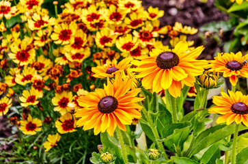 Sonnenhut (Rudbeckia) und Mädchenaugen (Coreopsis) in einem Sommergarten