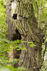 An old willow tribe with a hole.