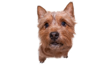 A small dog (Norwich Terrier) sits on an isolated (white) background
