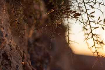 hanging thorn plant in evening mood with rocky background