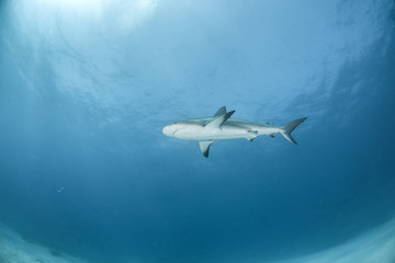 Caribbean reef shark