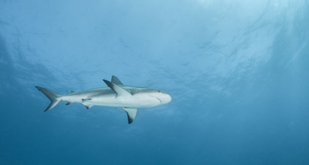 Naklejka na ściany i meble Caribbean reef shark