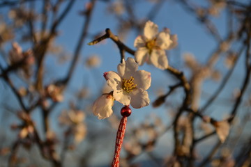 Pure flower spring