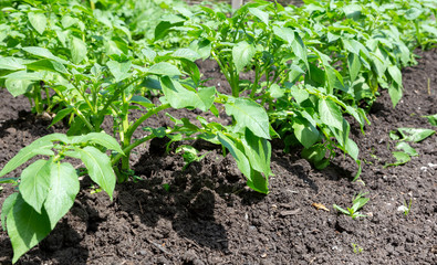 Row of young potato plants