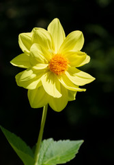 Beautiful bright yellow dahlia flower