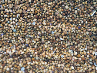 Dried Cumin seeds with shell in a close up shot