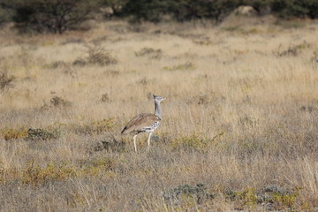 Namibie