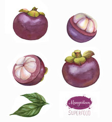 Hand drawn watercolor tropical fruits set, mangosteen, exotic fruit, isolated on the white background. Superfood