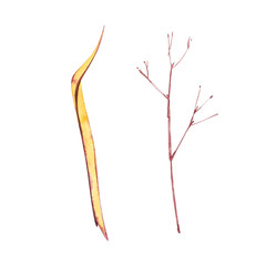 Blade and twig. Watercolor illustrations on white background.