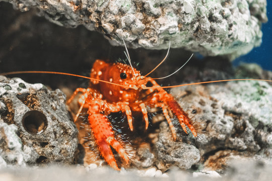 red Reef Lobster, Enoplometopus daumi, a small tropical reef lobster with red and purple coloring