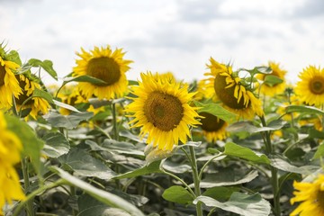 Sunflowers background. Sunflower field