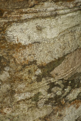 fondo de árbol y madera