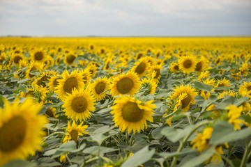 Sunflowers background. Sunflower field