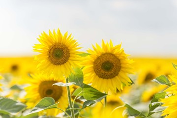Sunflowers background. Sunflower field