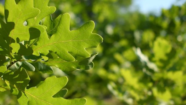 Green oak leaves close-up
