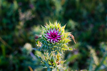 Flower plant Milk thistle close-up. Milk thistle grows well meadow