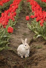 Small bunny in the tulips