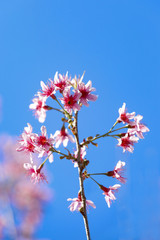 Wild Himalayan Cherry