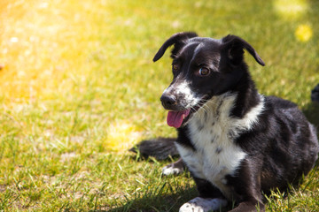Dog on a grass. Black and white dog in a sunny day