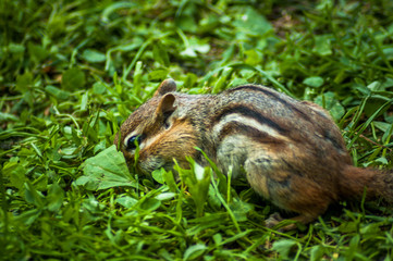 Chipmunk