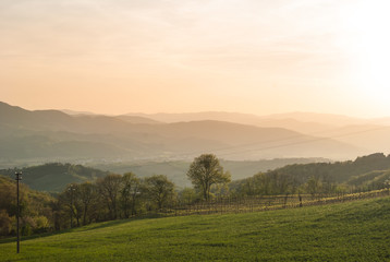 Vineyards on hills in Umbria