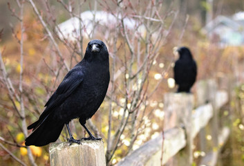 Crows hanging out on a fence