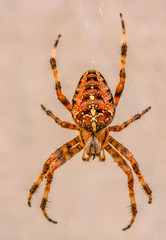 insecte araignée orange et noire seule en gros plan