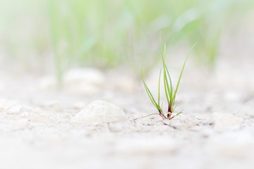 Jeune pousse