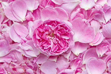 Pink rose and petals