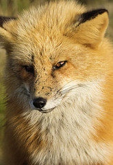 Fox of San Juan Island