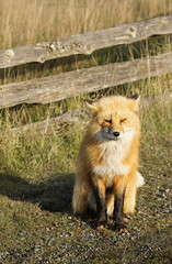 Plakat Fox of San Juan Island