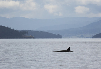 Fototapeta premium Orcas swimming in the Salish Sea