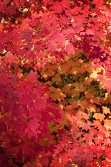Naklejka na ściany i meble Bright fall color in the northwest