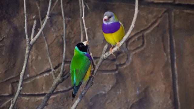 Amazing close up 4k view on rainbow colorful tropical birds parrots sitting on tree branch talking in wild nature