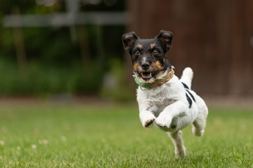 dog running across the meadow - Jack Russell Terrier male