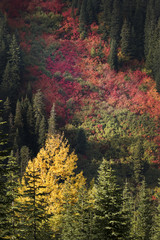 Fall color in the North Cascades