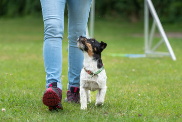 Jack Russell Terrier male dog. Perfekt heework