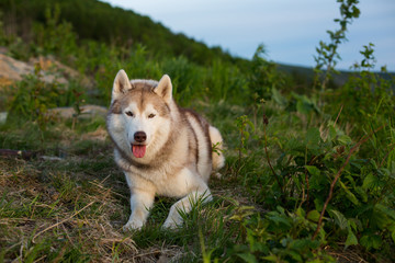 Portrait of free prideful beige Siberian Husky dog lying on the hill in the green grass at sunset on mountain background
