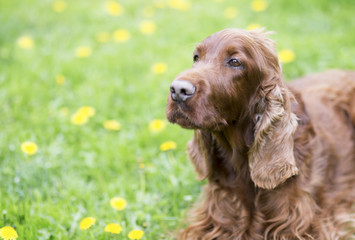 Dog training concept - expression of a clever dog as looking to his owner