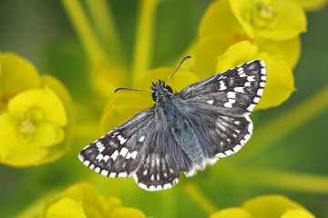 Wings - beautiful black and white butterfly sitting on yellow flowers