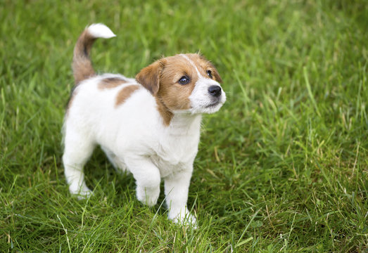 Cute Jack Russell puppy dog walking in the grass and looking