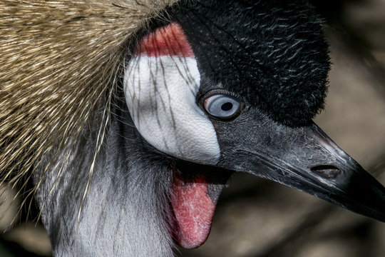 crowned crane closeup, with blue eye