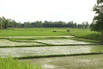 Culture de riz en Asie